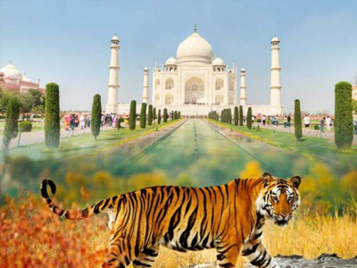 Taj Mahal with Tiger Tour